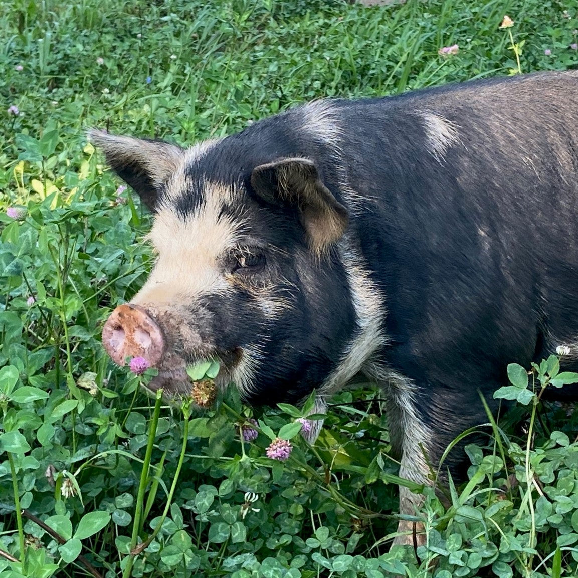 Forested pork