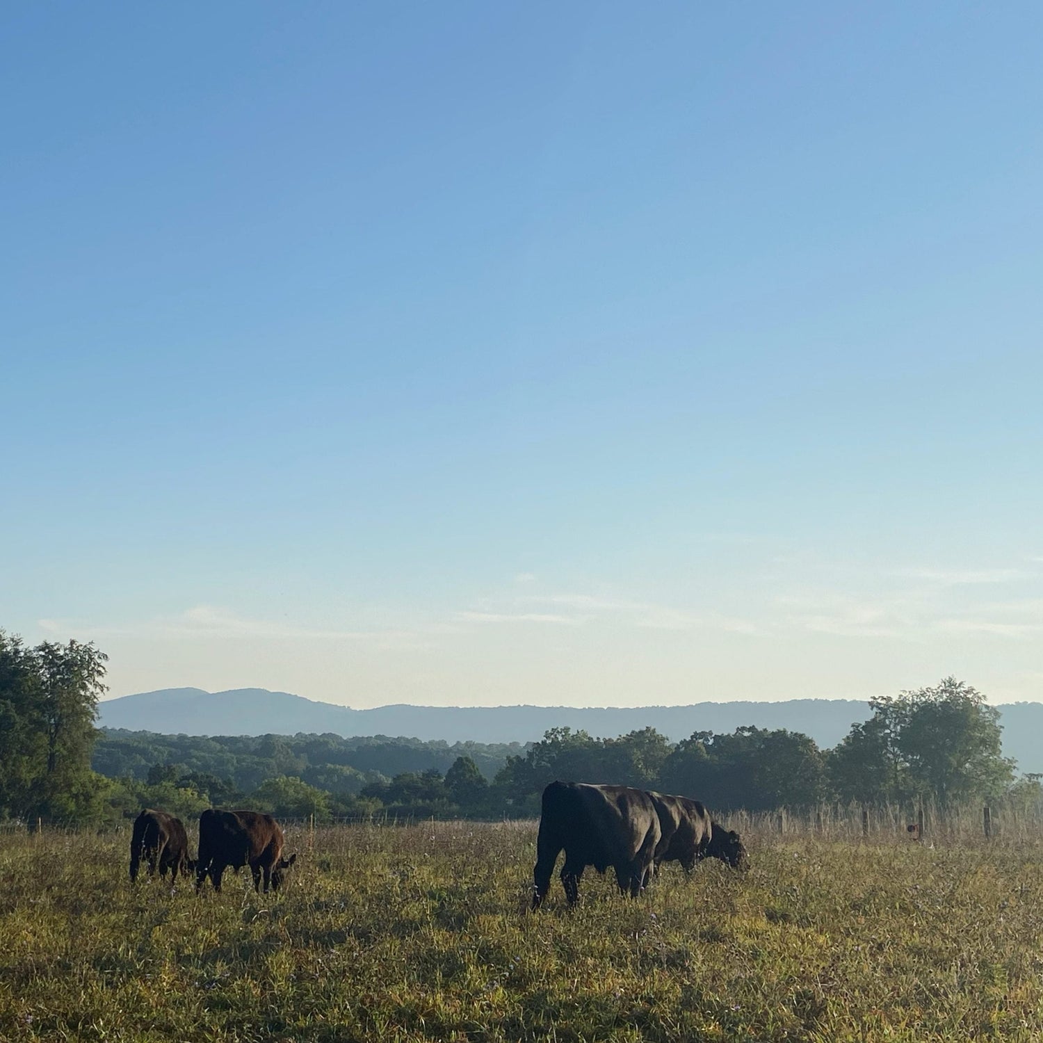 Grass-fed & finished beef