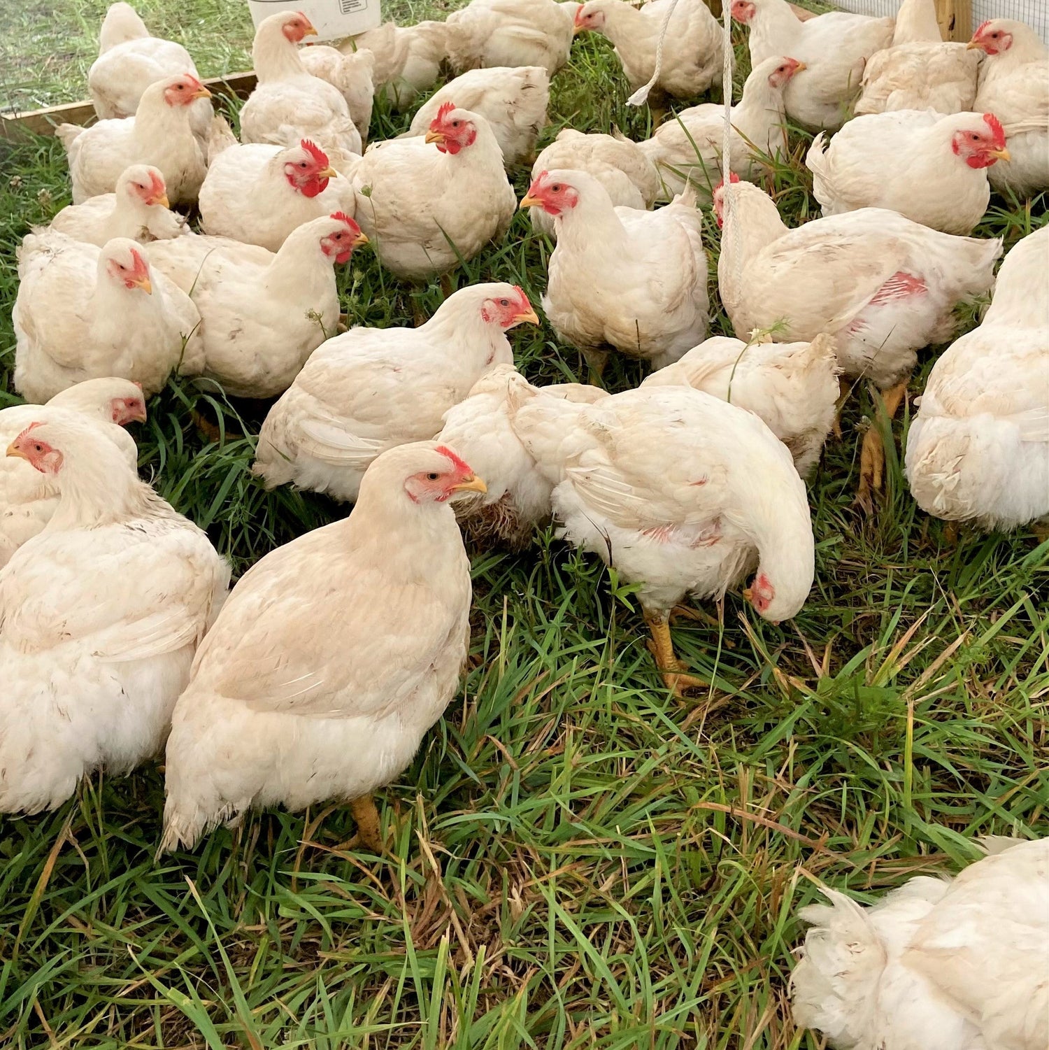 Pastured poultry