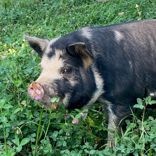 Fresh Pork Butt Roast