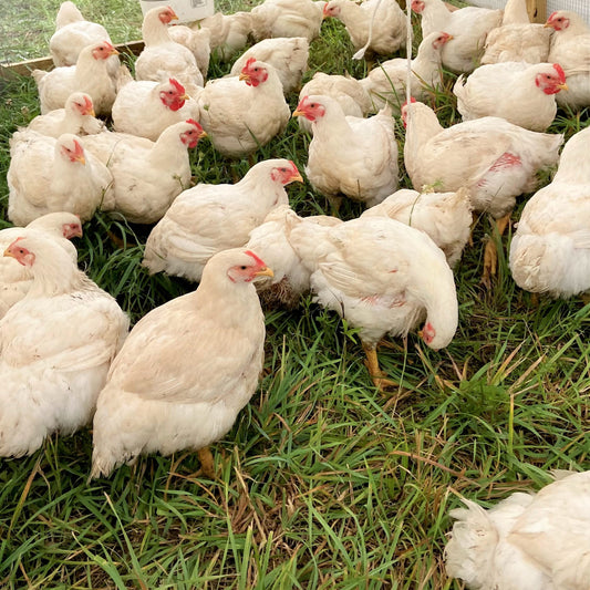 Whole Fryer Chicken